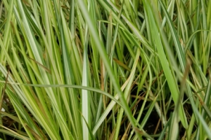 Grass Calamagrostis 'Lightning Strike' 